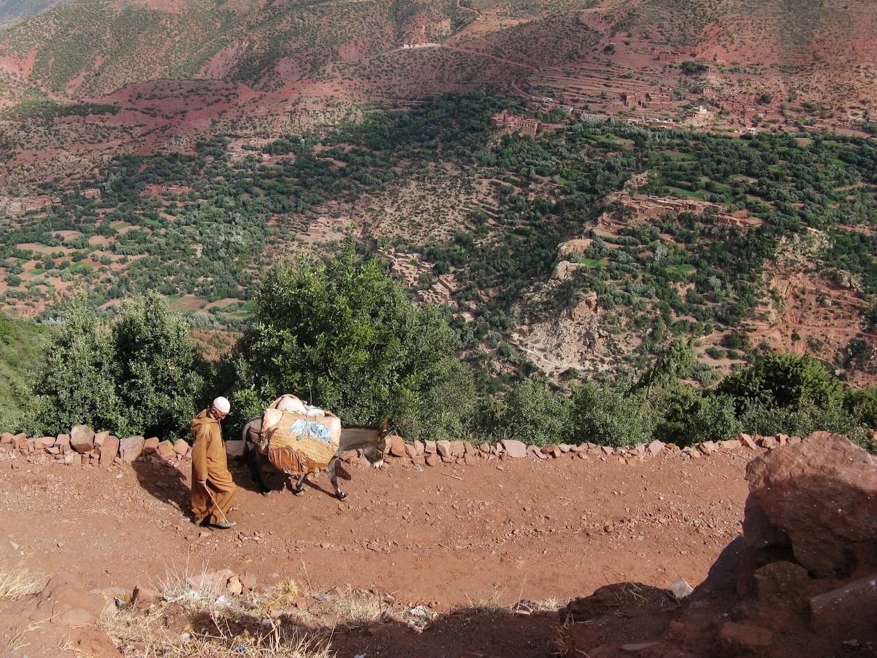 berber donkey atlas (1)