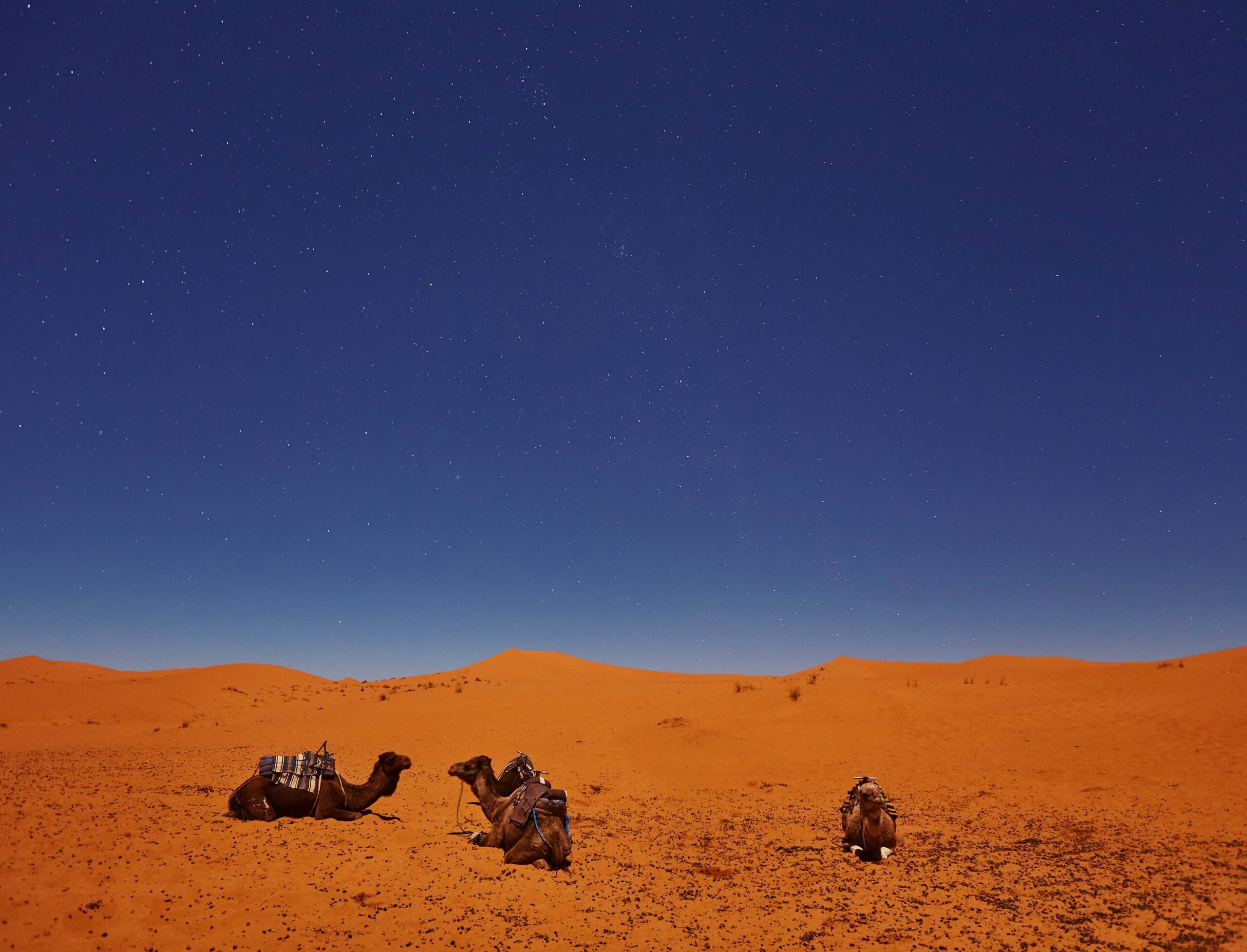 camels-sleep-starry-sky-sahara-desert (1)
