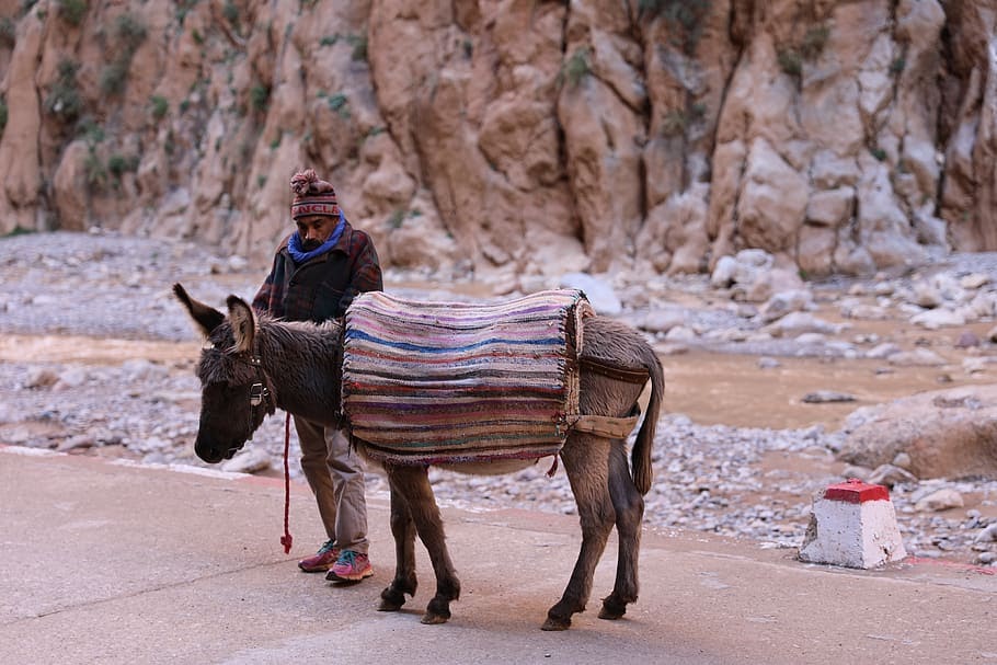 donkey todra