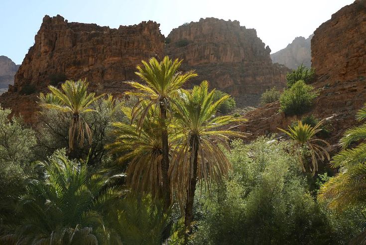 Paradise valley palm
