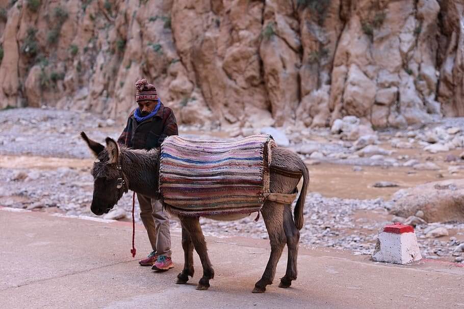 donkey todra (1)