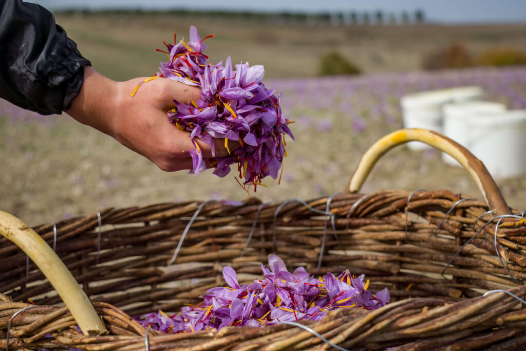 saffron crocus harvest hand holding purple petals wicker basket crocus sativus collection 1 1